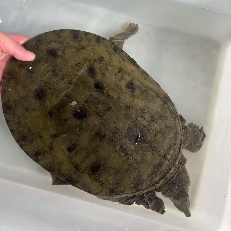 正宗土货老甲鱼溪流甲（稀缺  需要可提前预约）