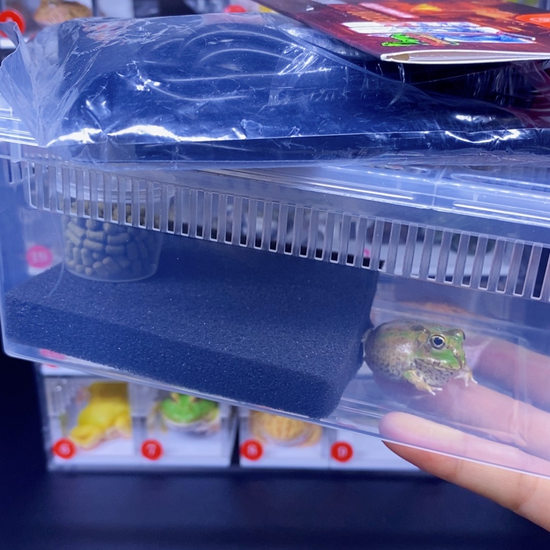 小****角蛙角蛙3-10cm闪购专享链接