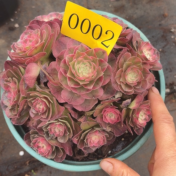 多肉植物福利来0002