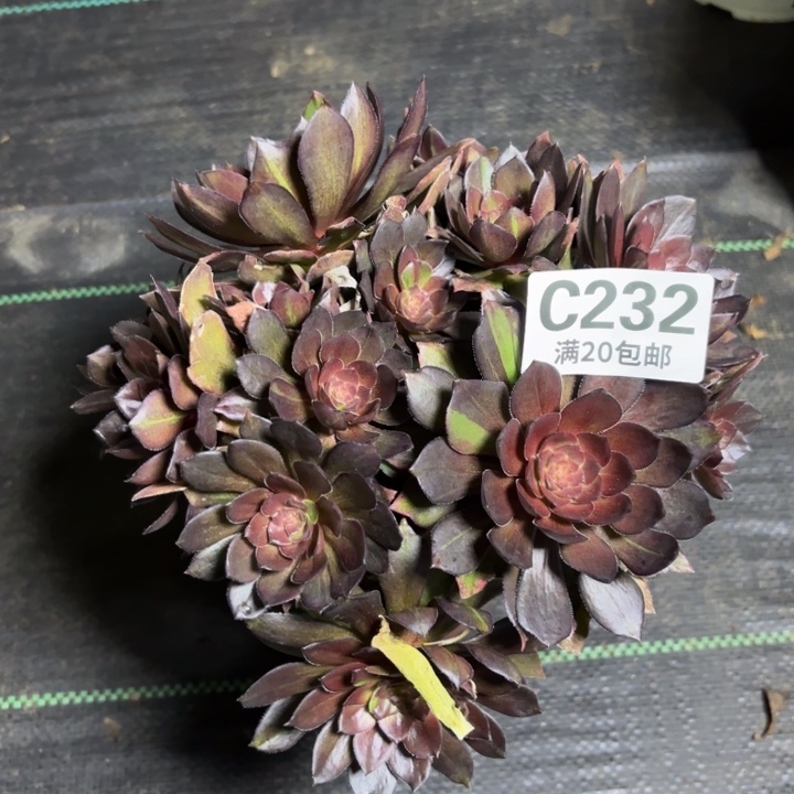 瑞妈一物一拍232