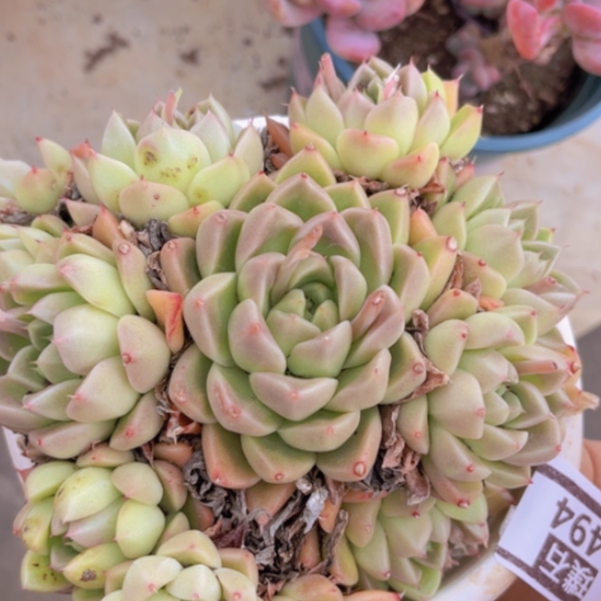 【闪购商品】石英1494