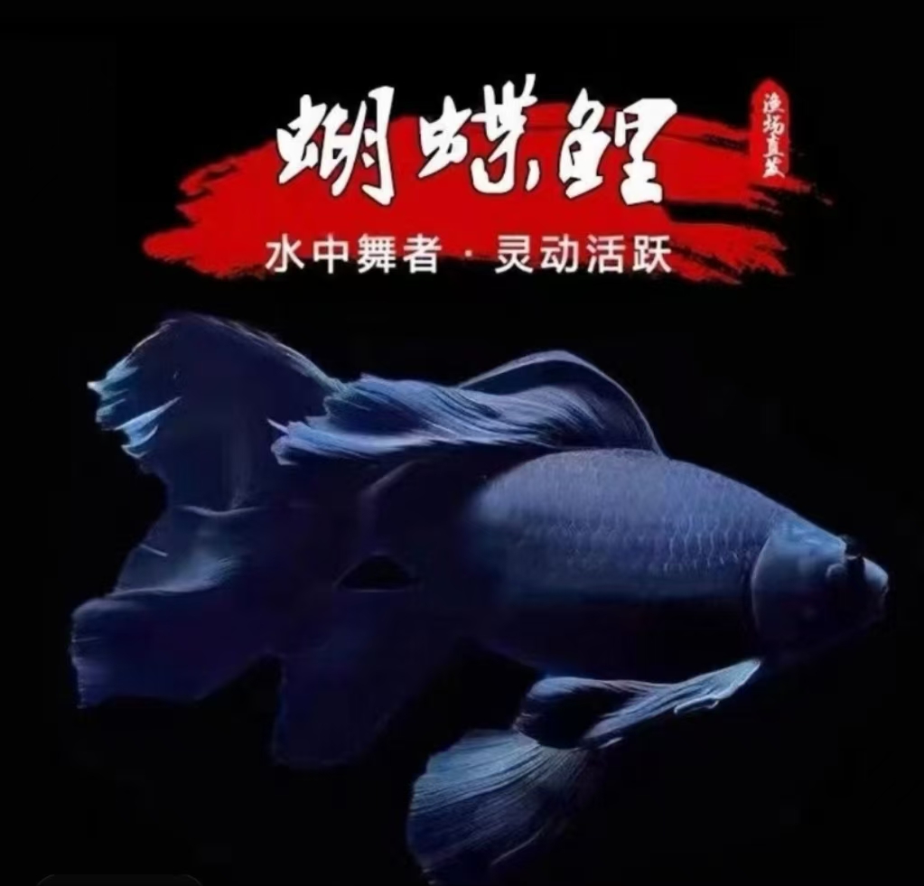 蝴蝶鲤鱼纯种墨蝶台系短球体观赏鱼淡水黑色精品活体发货