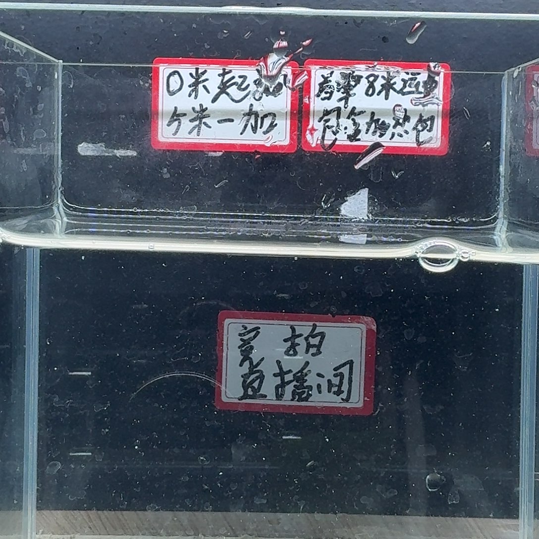 斗鱼泰国斗鱼母鱼