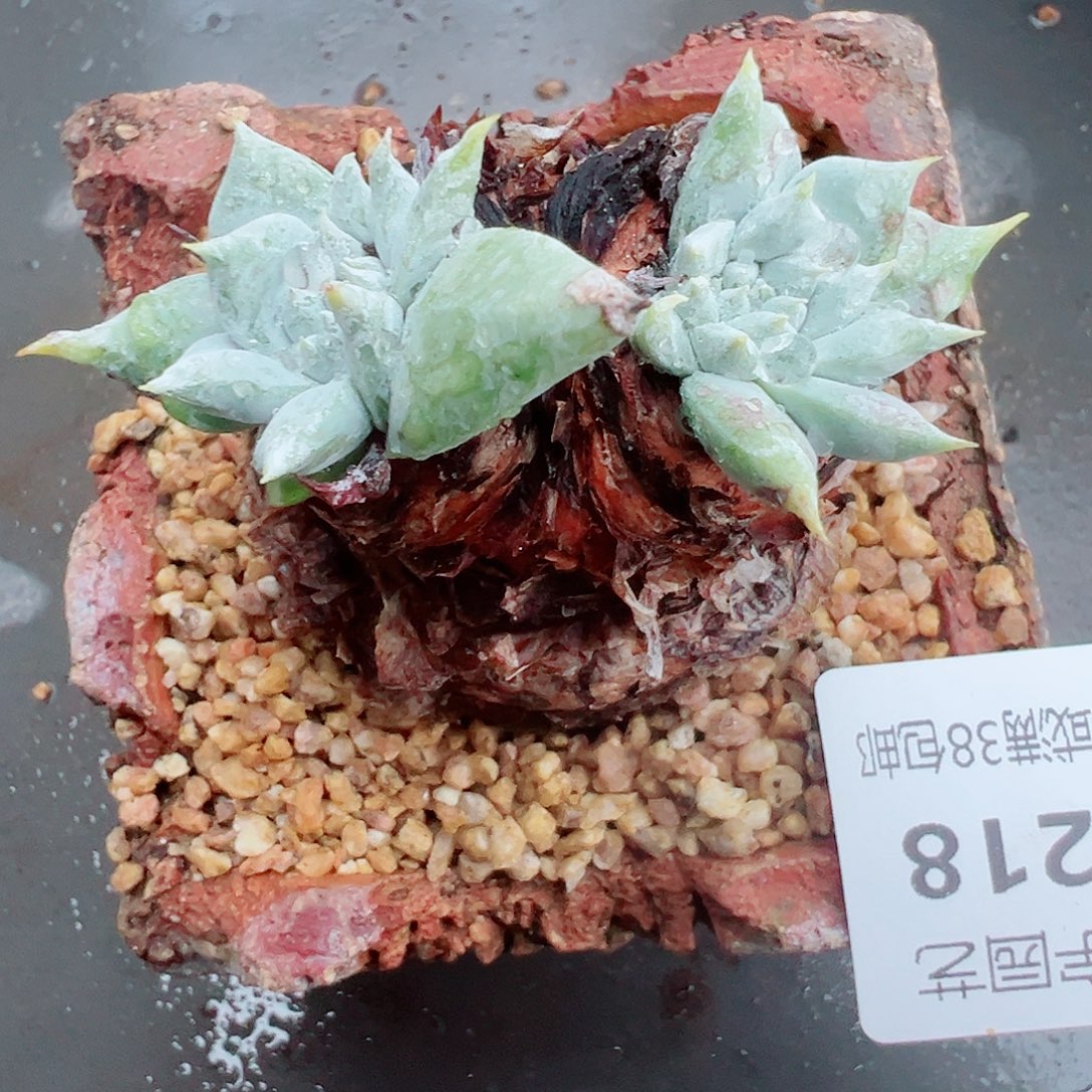 9218老桩仙女杯多肉