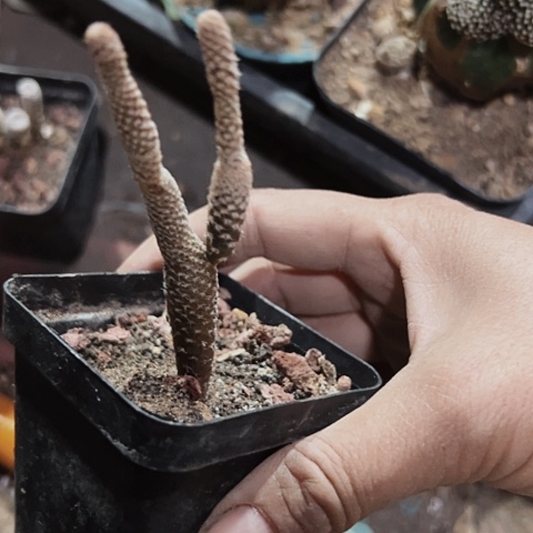 786自根团扇仙人球