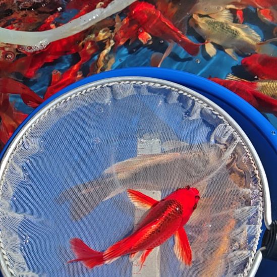 冷水观赏鱼蝴蝶鲤