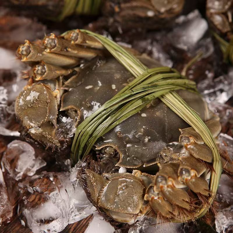 现捕现发净重2.0-1.8两10只精品螃蟹全母宴顺丰包邮