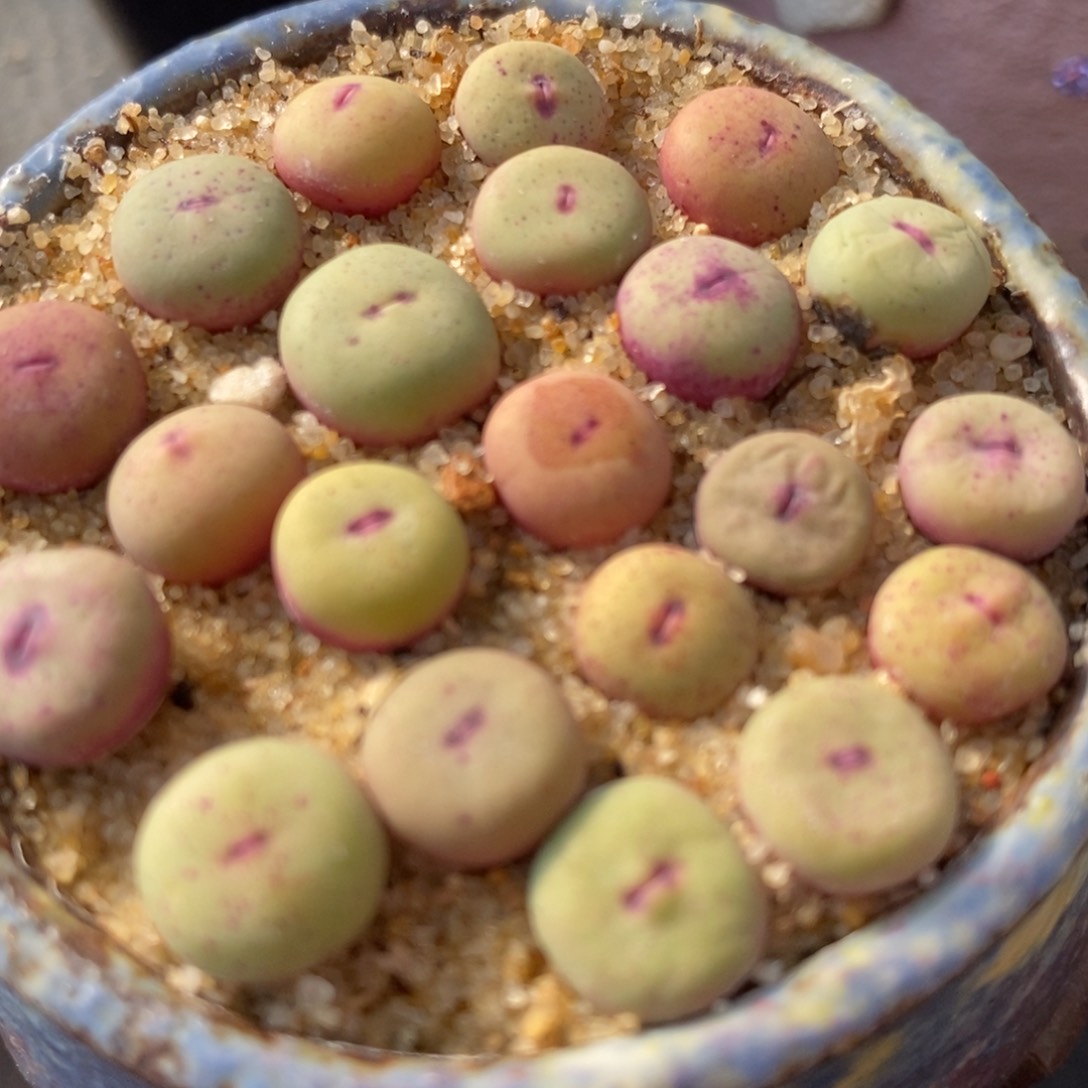 1380B小红嘴1颗买3颗送1