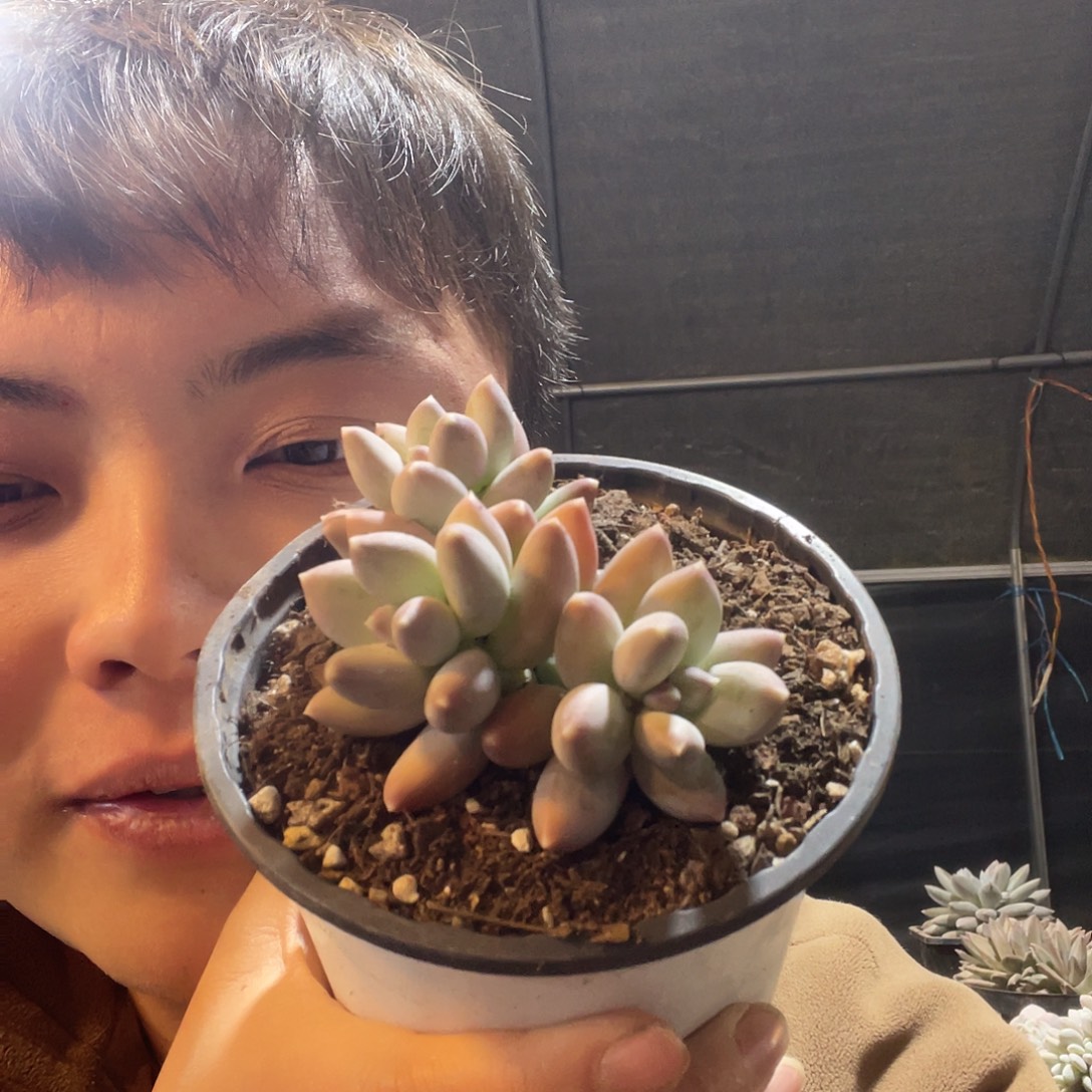 星空美人满20包邮脱土发货