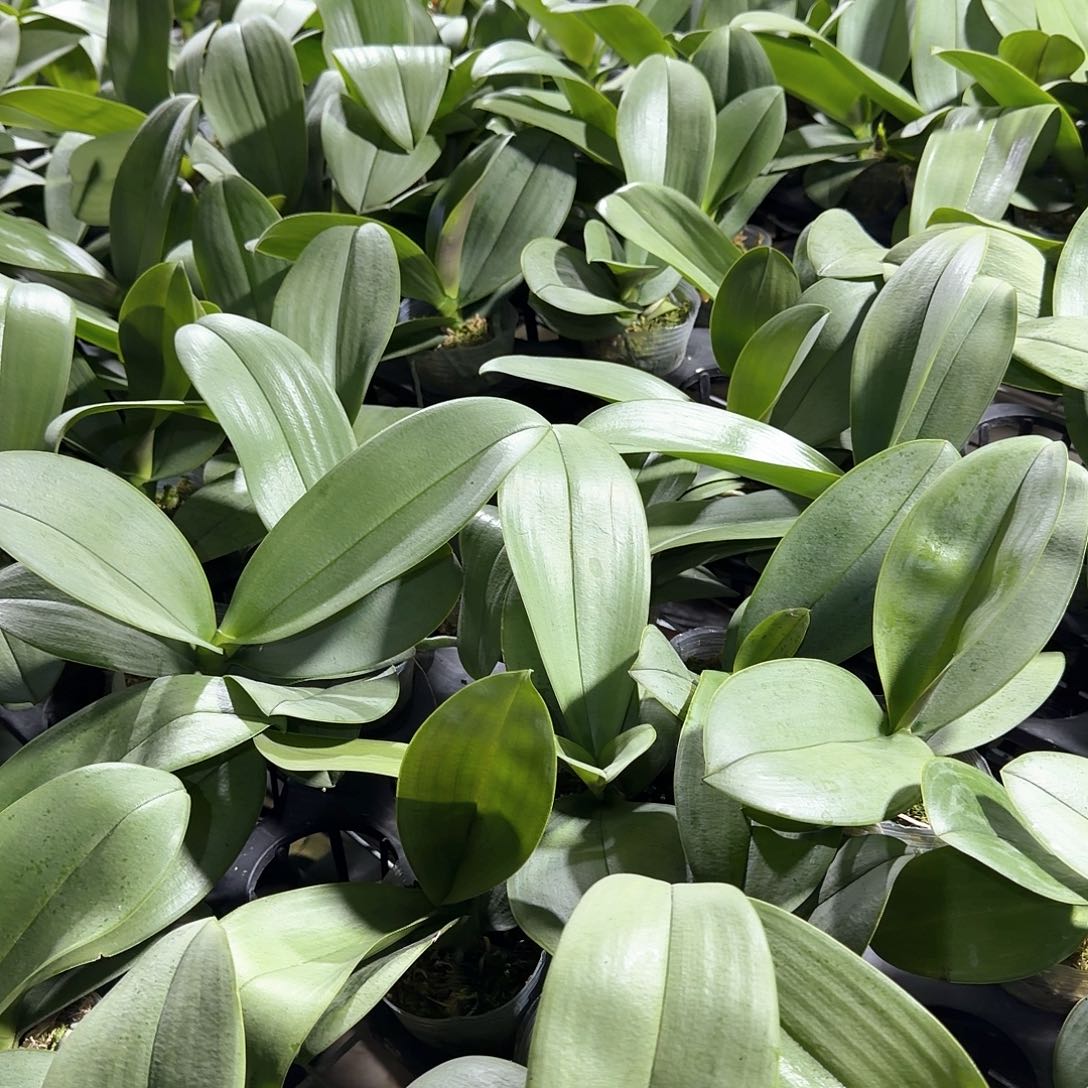 无花朵蝴蝶兰用拉蒙