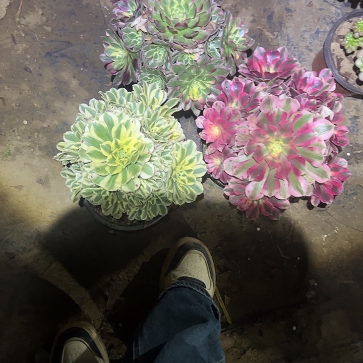 不包侧枝一物一拍11