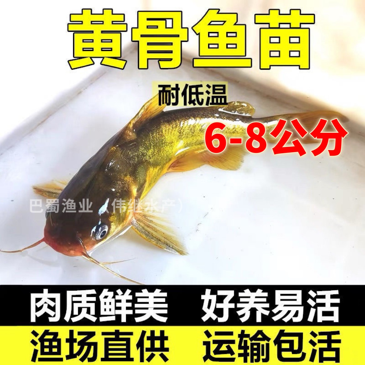 【黄骨鱼6-8公分】黄颡鱼黄骨鱼黄辣丁昂刺鱼苗活体耐活好养