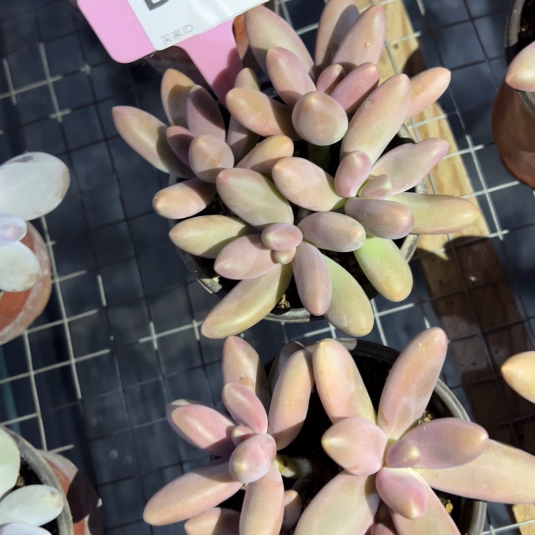 怡*b219多肉植物啊啊啊