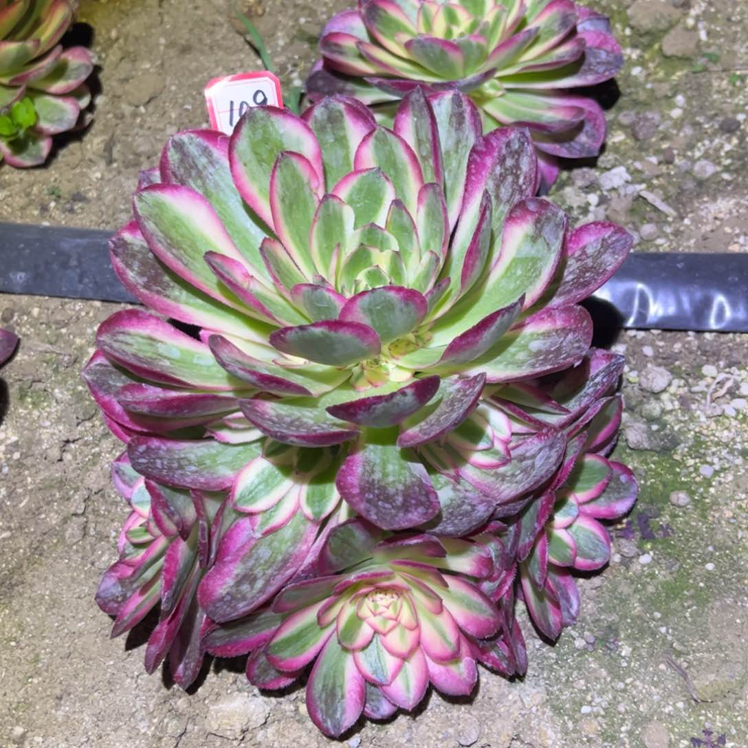 109多肉植物倾城