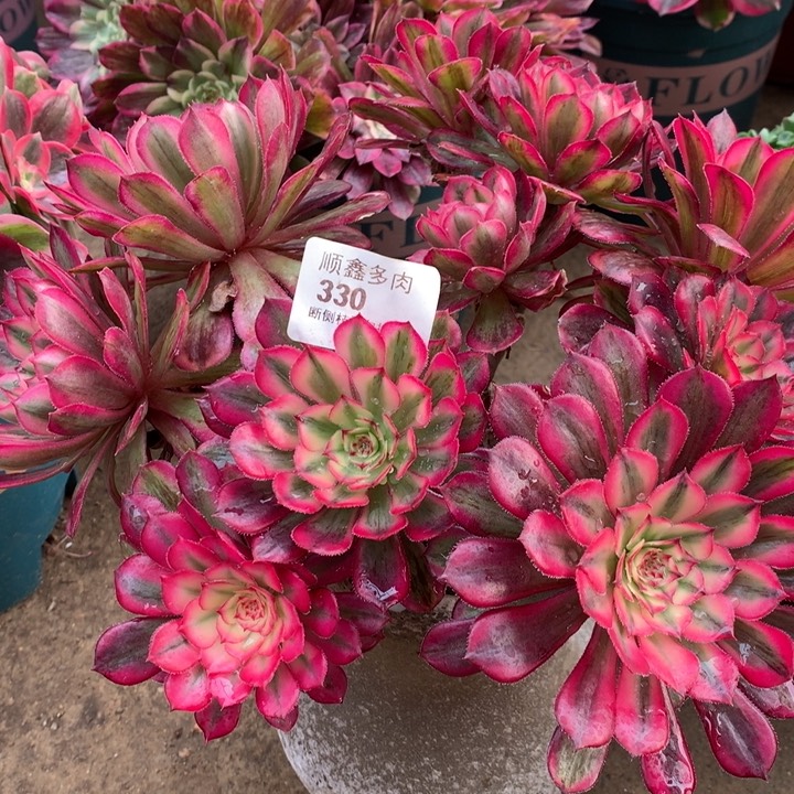 330白月光多肉植物