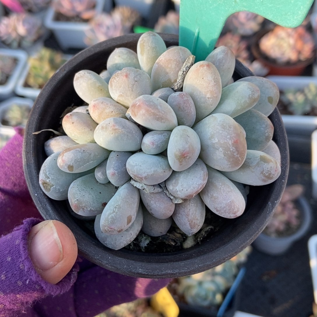 1603香水多肉植物