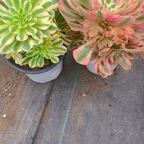 116法师2棵多肉植物