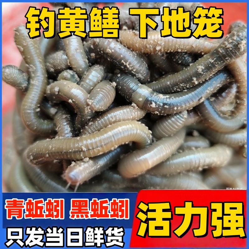鲜活青蚯蚓钓黄鳝活体黑蚯蚓特大号特臭地龙便宜野钓地笼鱼饵活铒