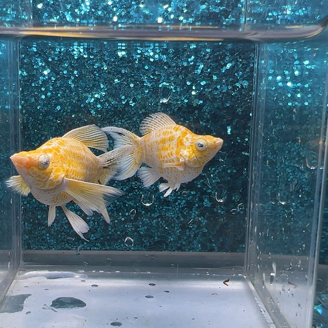 孔雀鱼樱花玛丽2母0026