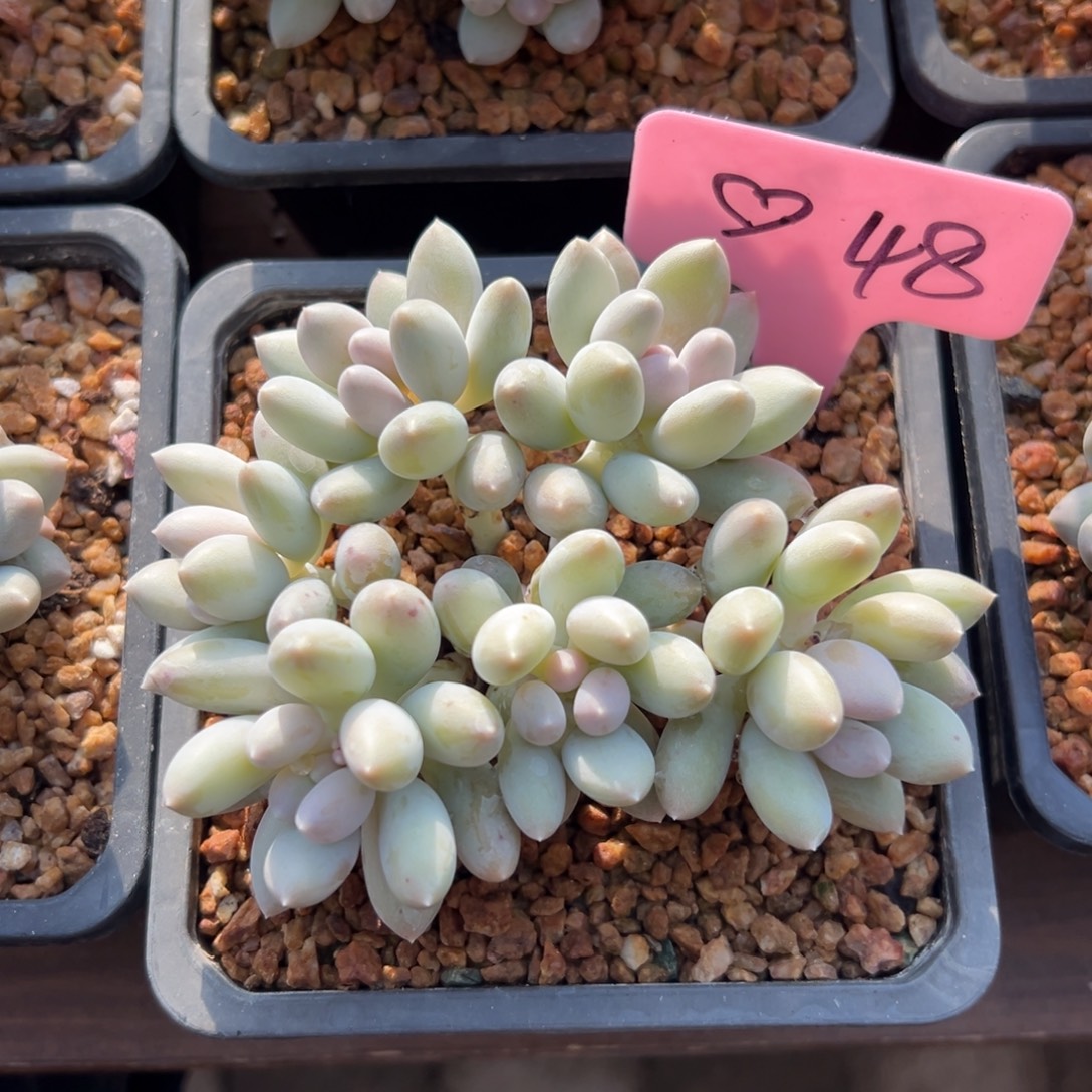 日月星辰1111111111111