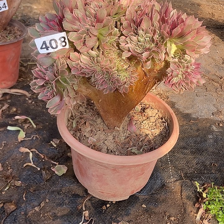 408粉女妖缀化老板子法师