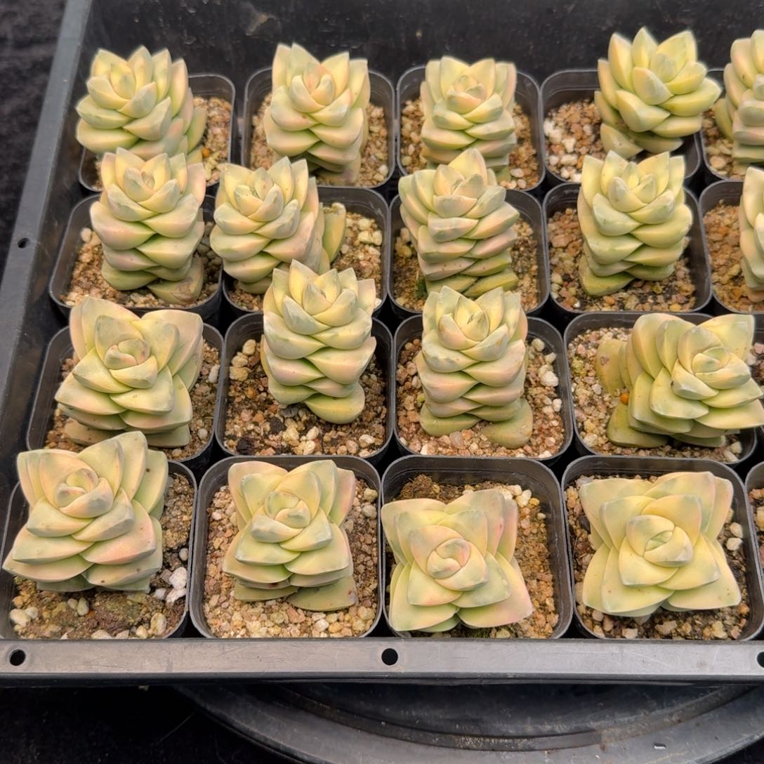 从前慢多肉精选编号1213.纪之川锦