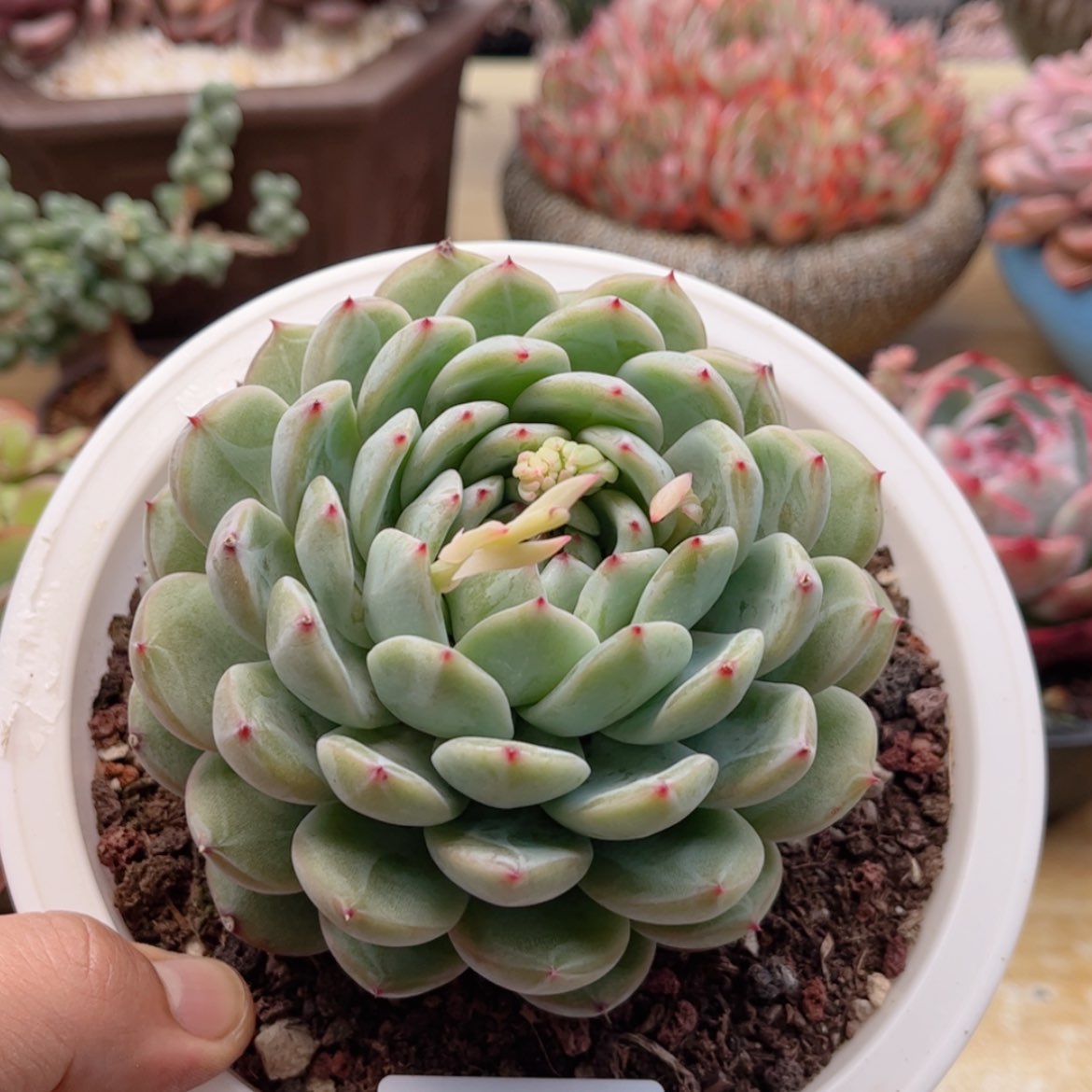 【闪购商品】1165雪花珍妮