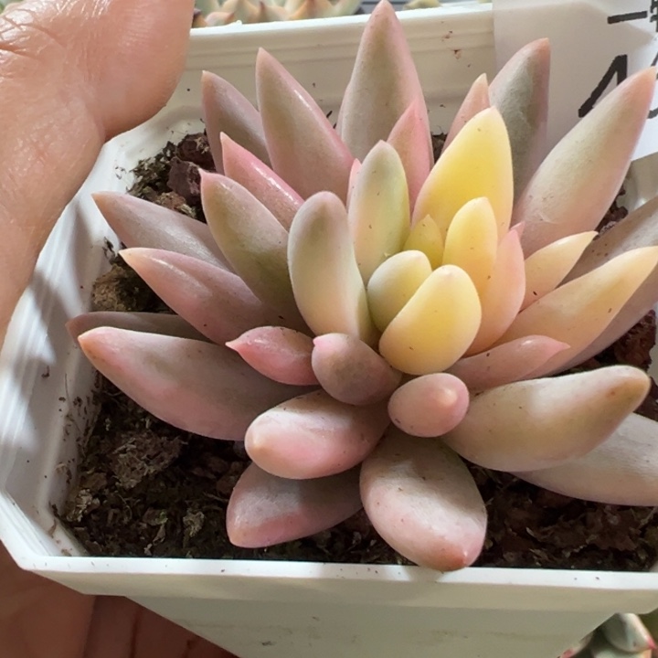 红蜻蜓锦多肉植物464