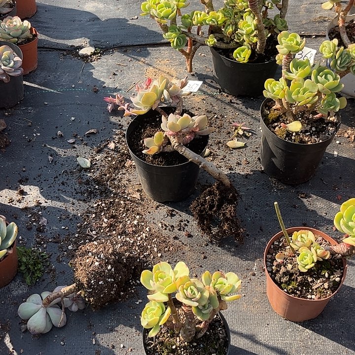 赣***计370不售后奇兵脱土发货不退不换