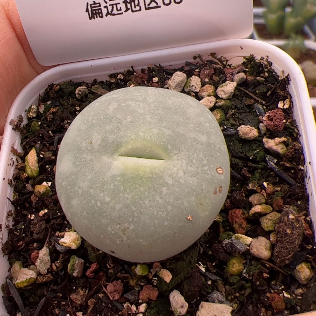 440号嘟嘟嘴2.10多肉