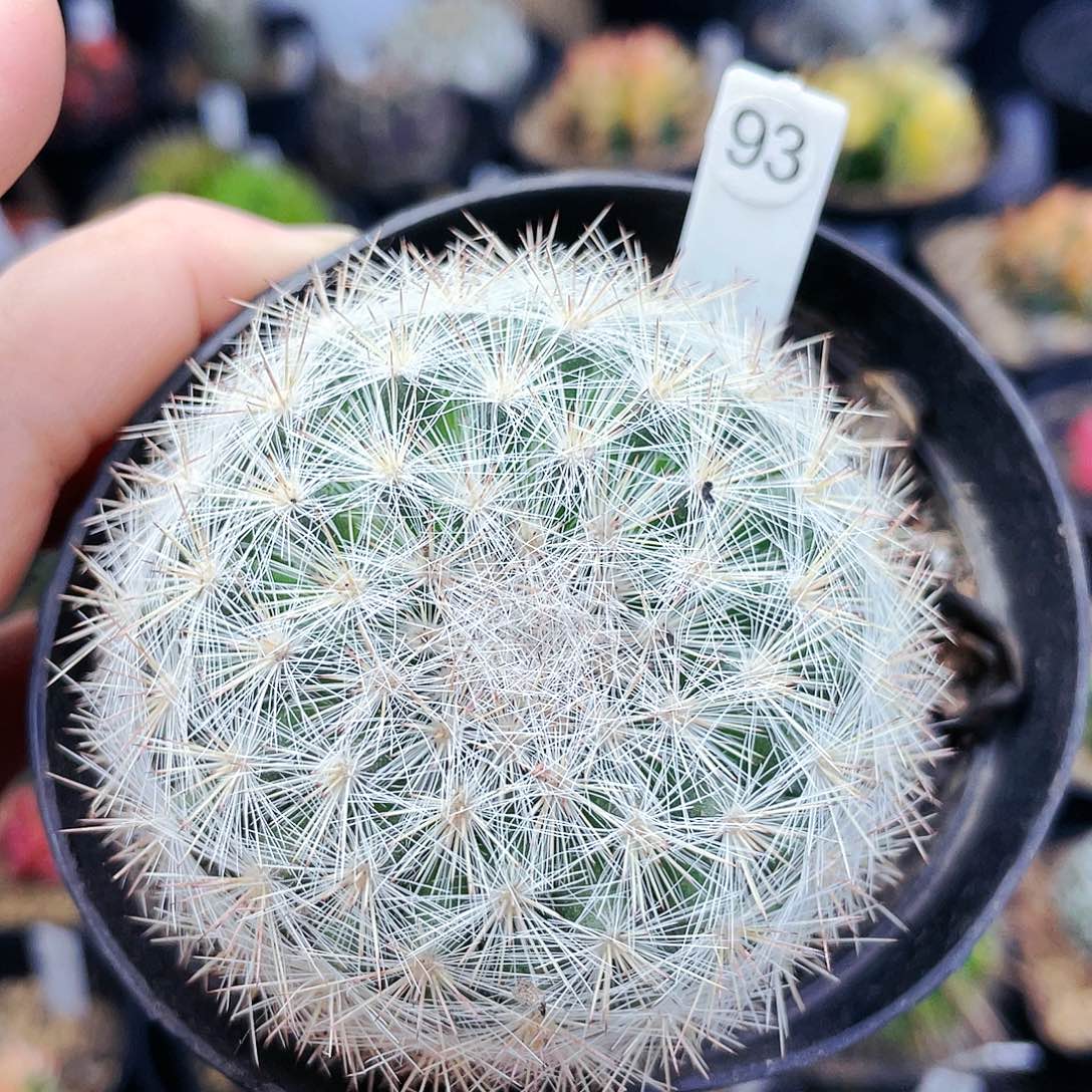 满月非偏远地区满25发货仙人球