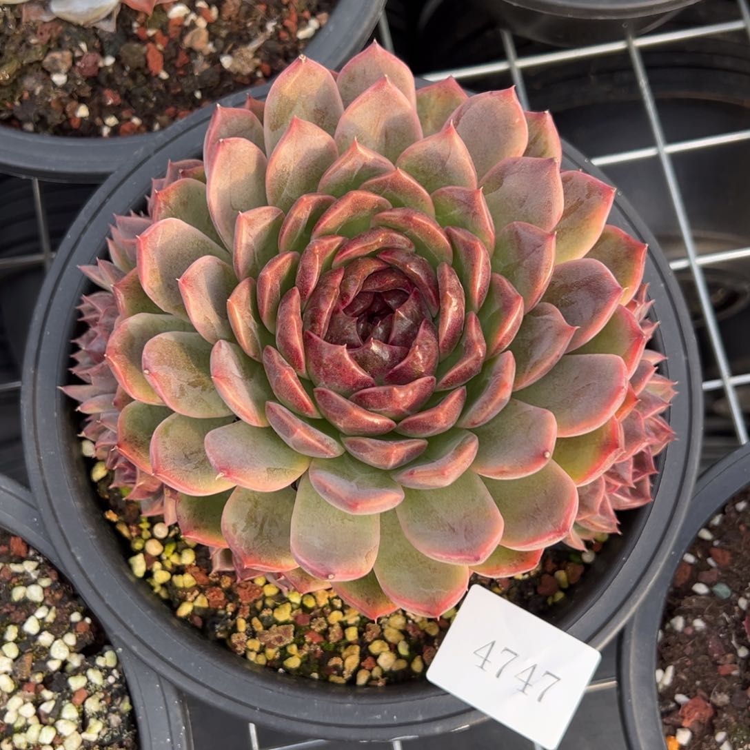 往****✺4747r r r r r r r r