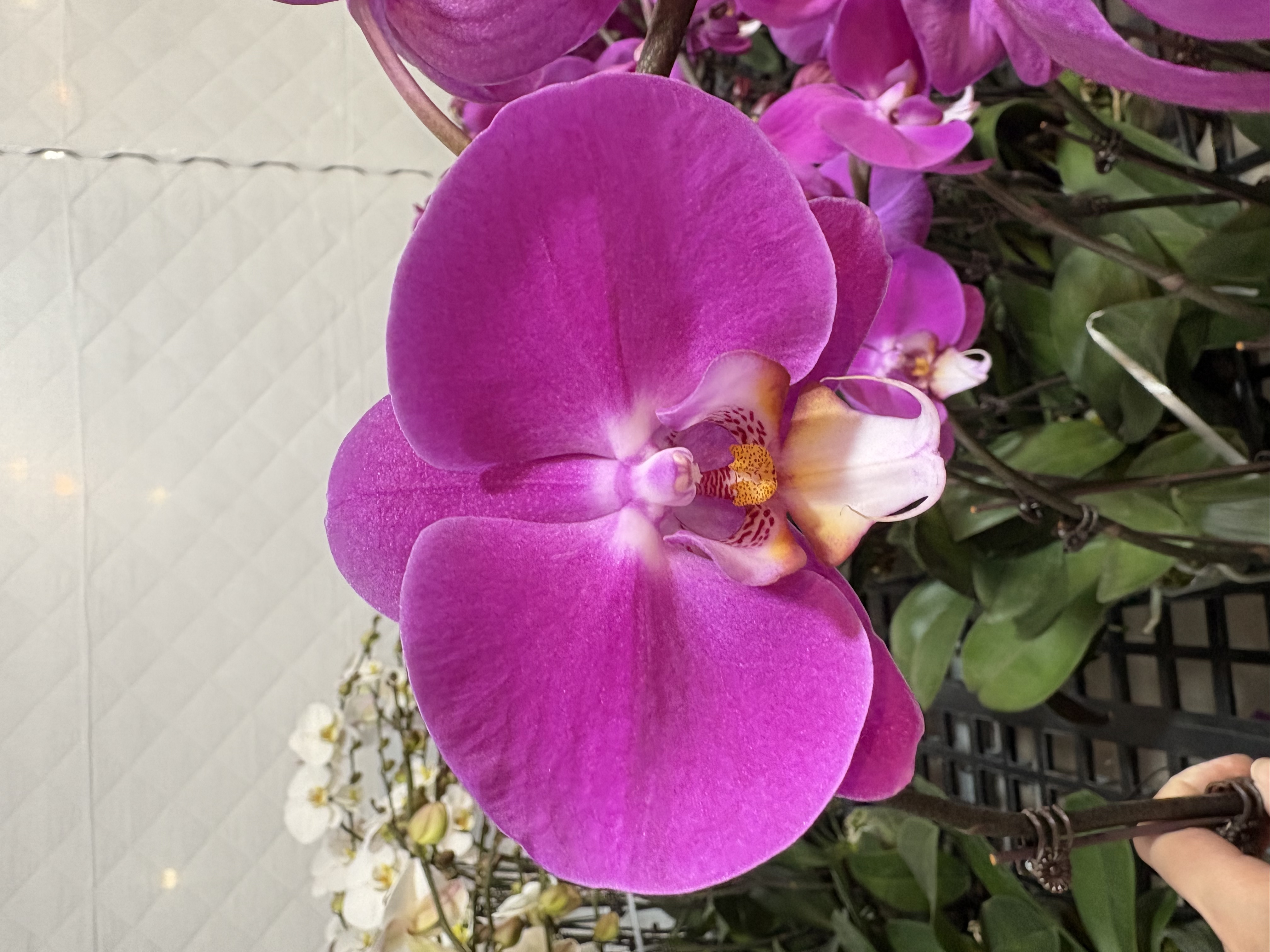 蝴蝶兰【红玉】大花型 带花发货  花色娇艳 高级花卉