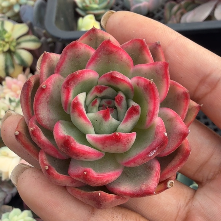 蔚蓝乌木锦 腹轮锦 