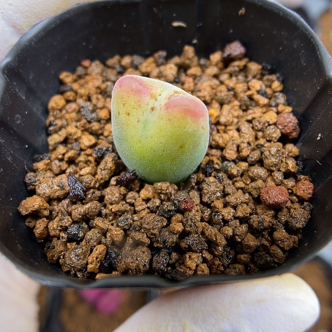 多肉植物K-2317（1.2）白绒体将杂