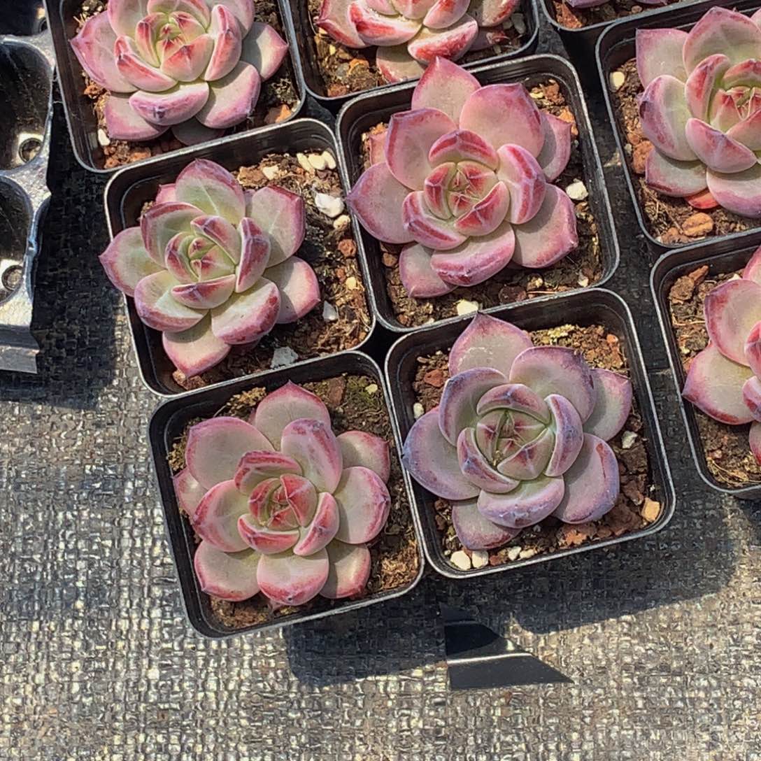 夜魔侠 2颗。包邮。多肉