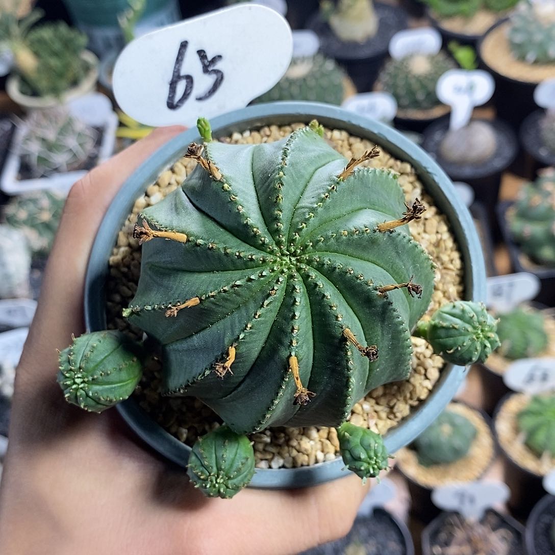 实生泰系布纹球65号7cm