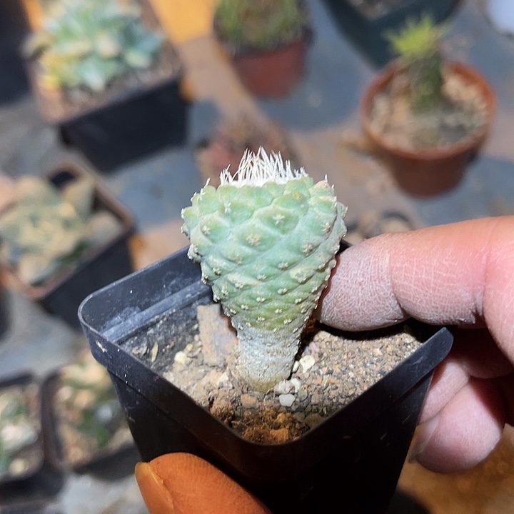 满38包邮2天凑单，脱土晾根发货多肉植物实生菊水