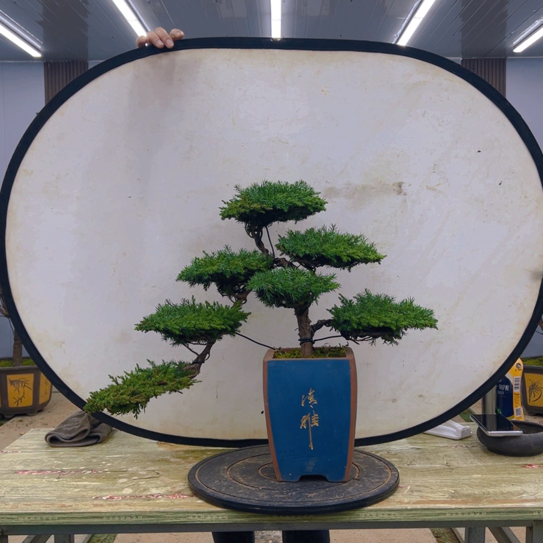 盆景龙爪松造型盆景