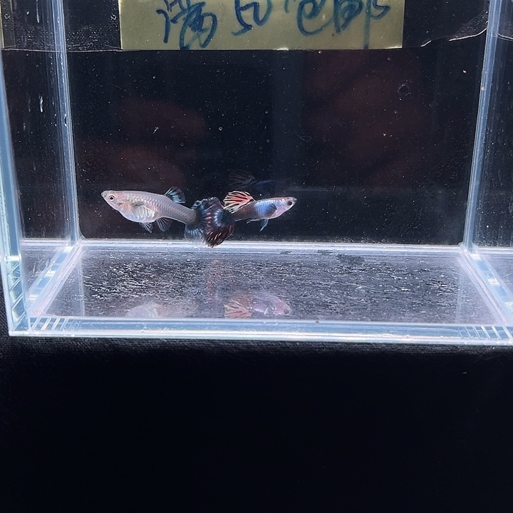 孔雀鱼艾尔银烟花