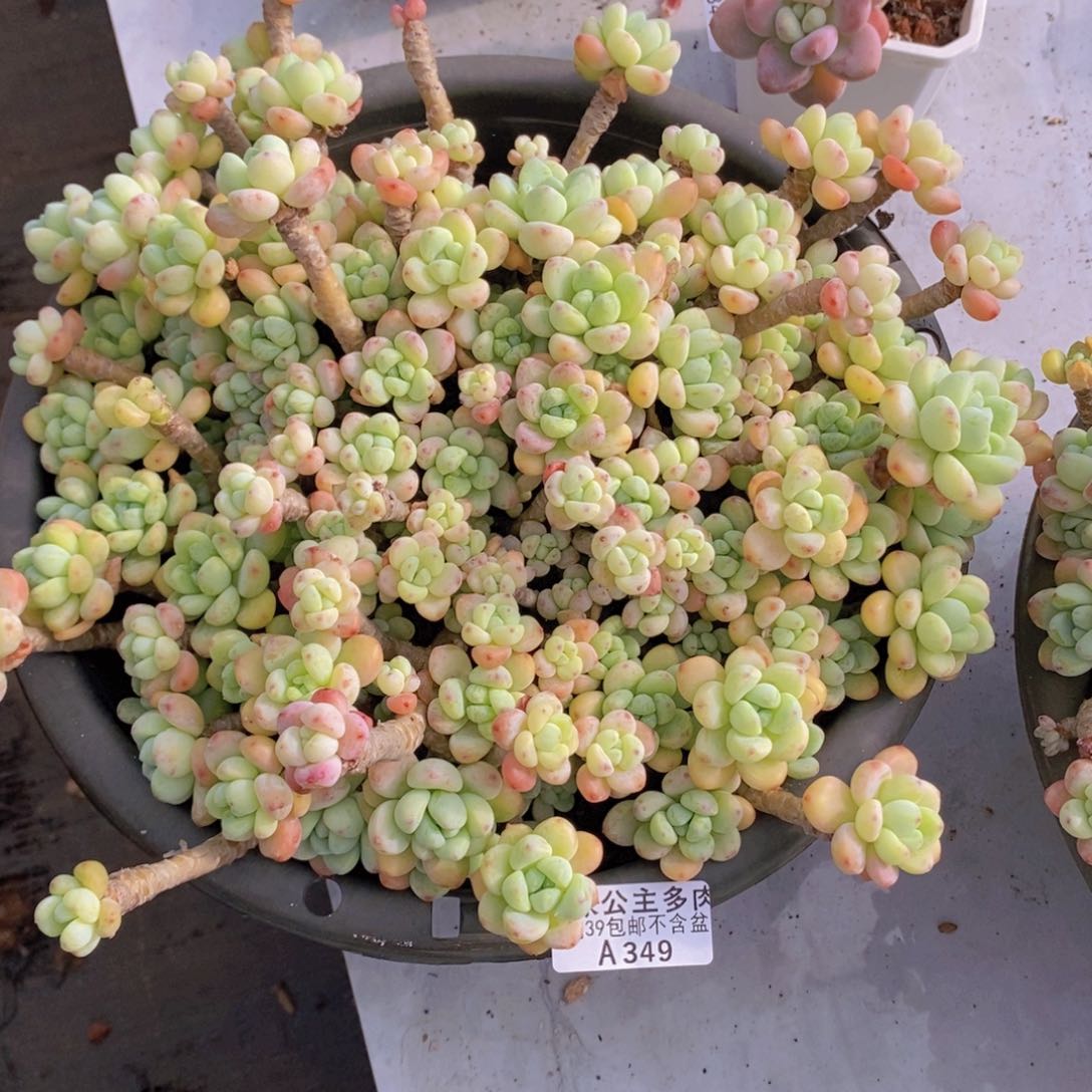 樱花罗琦老桩有砍30cm349多肉植物k