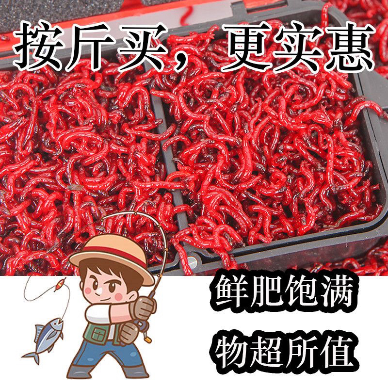 【拉饵中小号】中小号鲜活整斤红虫活饵-11