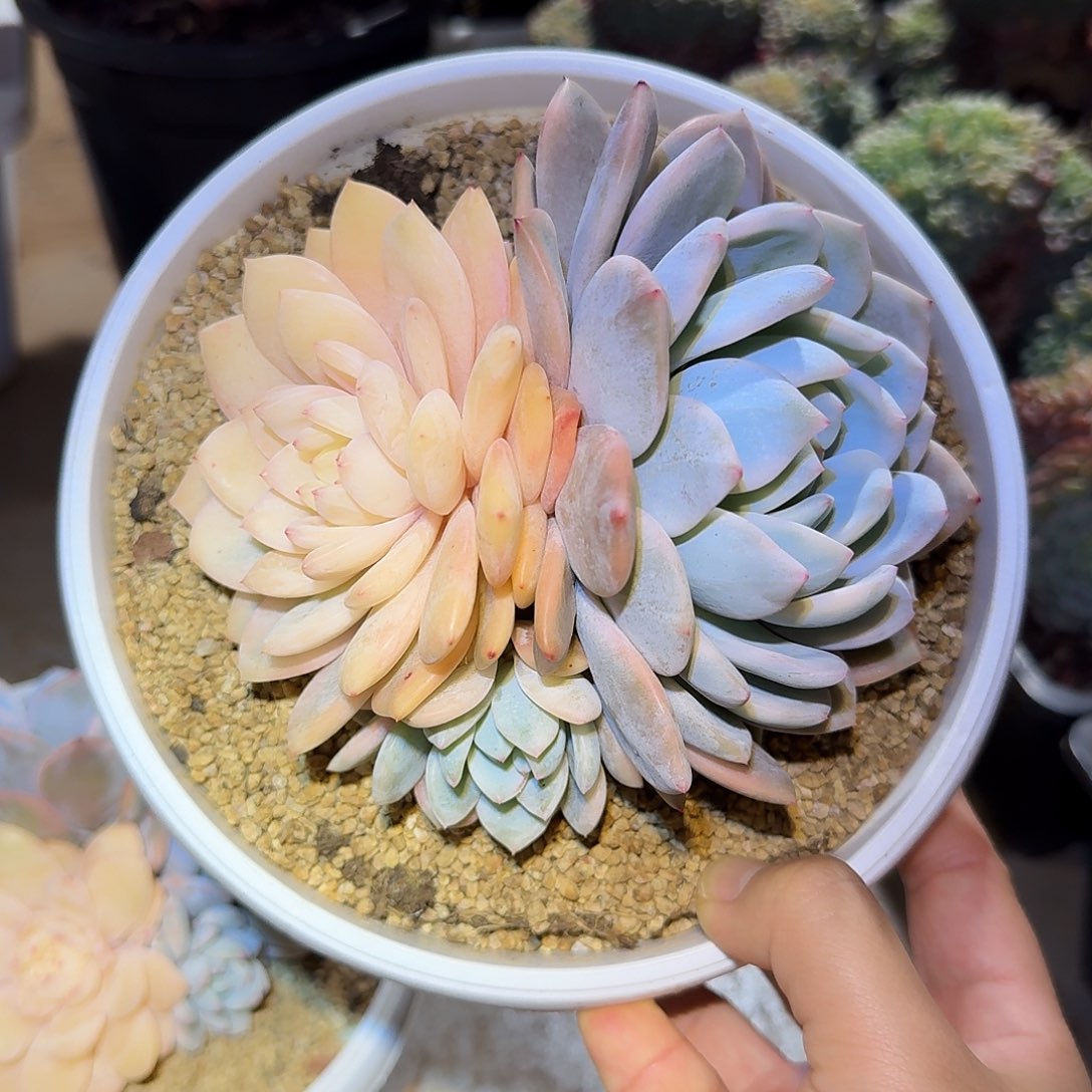 橙梦露锦群生多肉