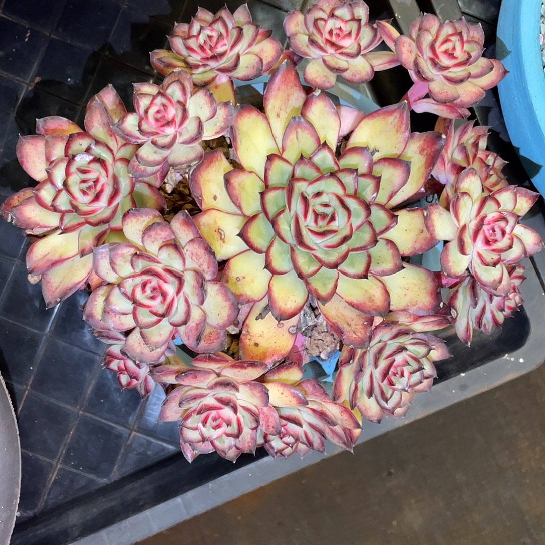 多肉植物一物一拍