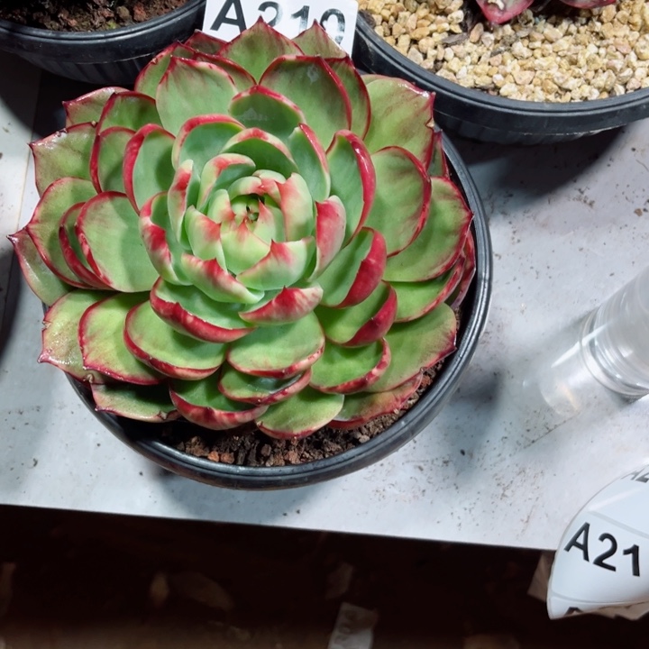 A****惊鸿仙子多肉植物A210