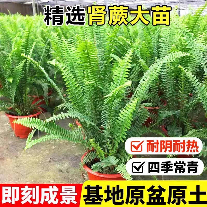 蕨盆栽室内外好养四季常青净化空气观叶植物