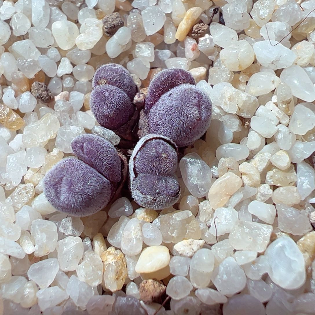 1126-569多肉多肉猕猴桃小群