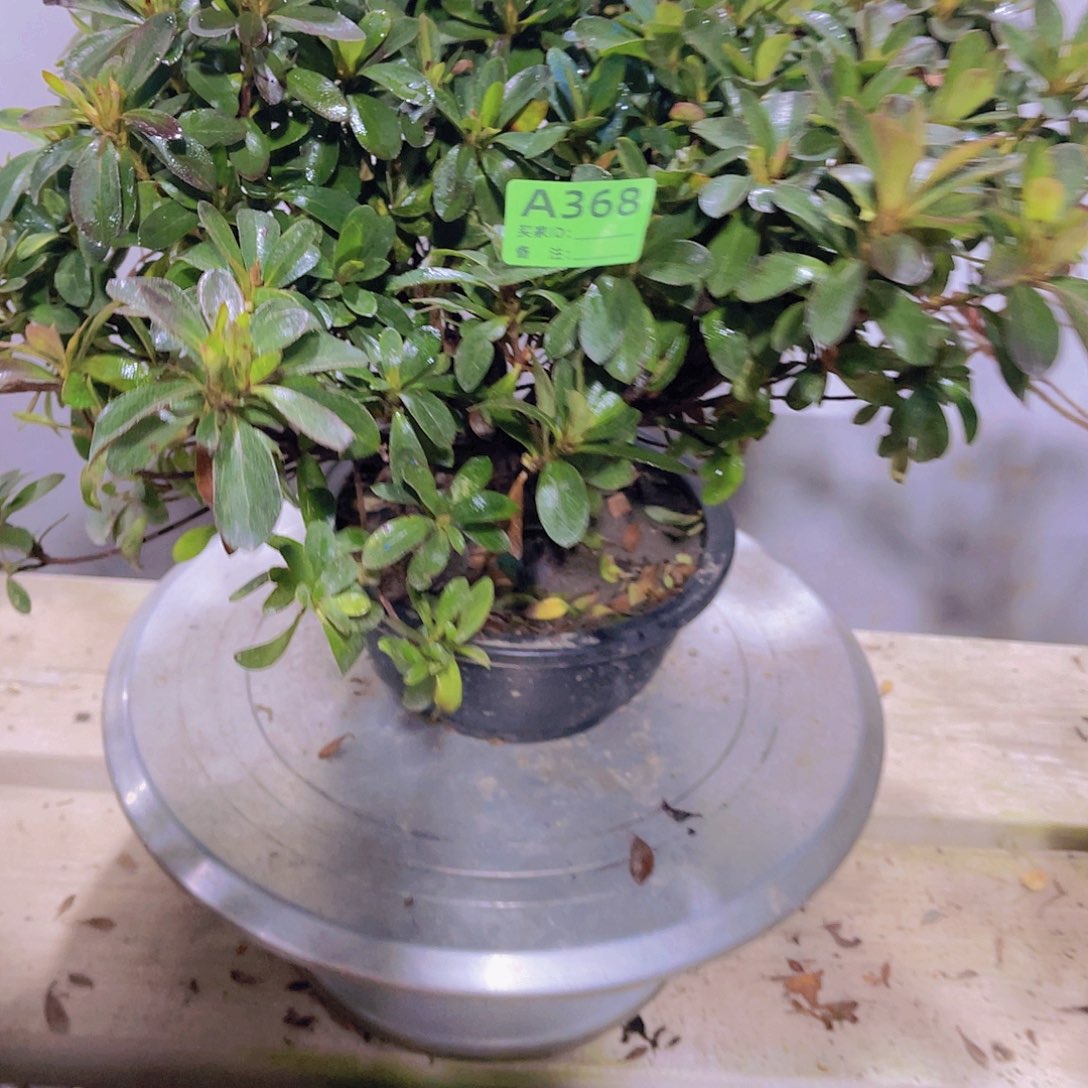 红陶直播时间一定一起