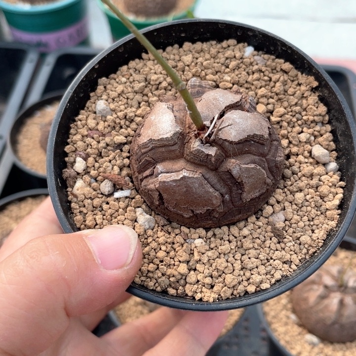 K***?486龟甲龙块根植物