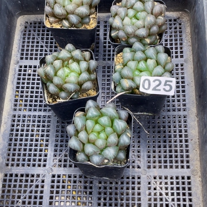 冰灯025带巴 一物一图如图带框